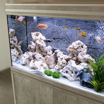 Aquarium mit Steinen, Sand und verschiedenen Fischen.