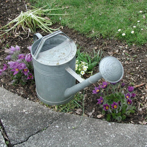 Gießkanne im Garten mit Frühlingsblumen.